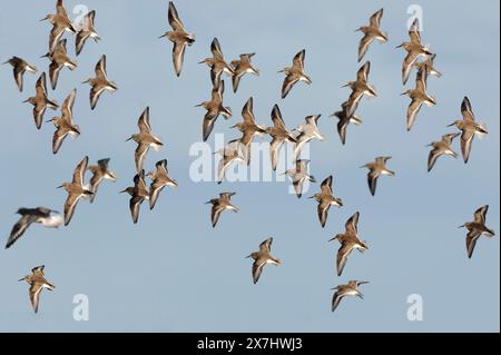 Dunlin (Calidris alpina) massed flock of birds in flight and disturbed by incoming tide, North Northumberland, England, January. Stock Photo