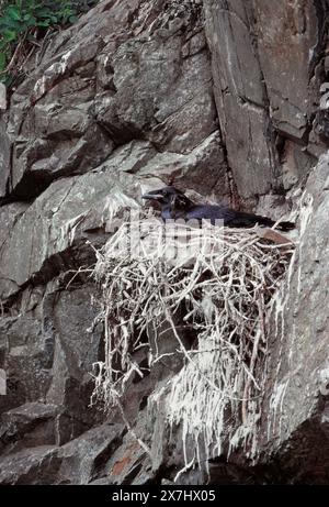 Raven (Corvus corax) long-established nest site with young very close to fledging, Lochaber, Scotland May Stock Photo