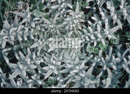 Spear Thistle (Cirsium vulgare) frosted leaves of emerging plant in winter, Berwickshire, Scotland, February Stock Photo