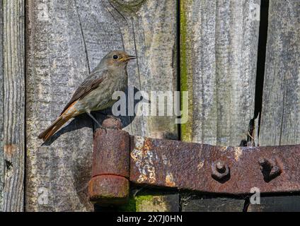 Black redstart (Phoenicurus ochruros gibraltariensis) female / first calendar year male perched on rusty hinge of weathered barn door / shed in spring Stock Photo
