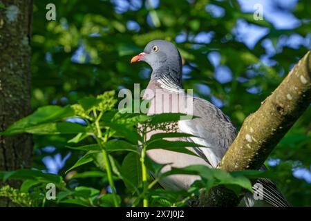 Common wood pigeon (Columba palumbus) perched in tree in spring Stock Photo