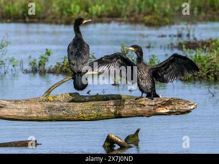 Great cormorants (Phalacrocorax carbo) two juveniles perched on fallen tree trunk in pond and stretching wings for drying wet feathers in spring Stock Photo