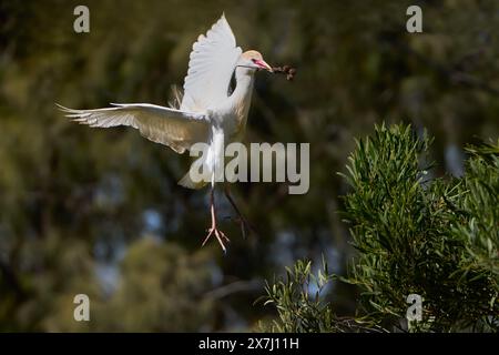 Western Cattle Egret (Bubulcus ibis) with nesting material in its beak while landing on a tree Stock Photo