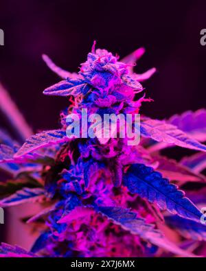Flowering cannabis bud with a purple pink tint on a black background ...