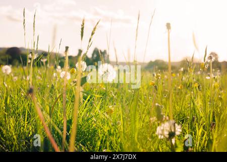 Dandelion (Taraxacum officinale) seed heads and meadow buttercups (Ranunculus acris) growing in the long grass of a meadow catch the evening sun. Stock Photo