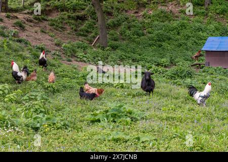 Free farm with chickens and a black goat on green meadow outdoors. Natural environment. Stock Photo