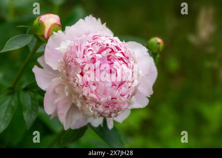 Peony Angel Cheeks in garden on sunny day. lat. Paeonia Lactiflora. Big blooming pink peony flowers in spring. Happy Mothers, Earth Day Stock Photo