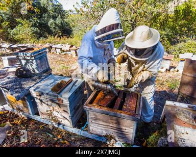 Two beekeepers next to bee hives collecting honey with protective suits. La Rioja, Spain, Europe. Stock Photo