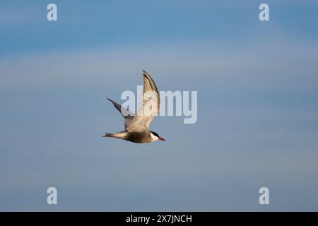 Whiskered tern (Chlidonias hybrida) in flight with blue sky and clouds background in Ebro Delta natural park, Spain Stock Photo