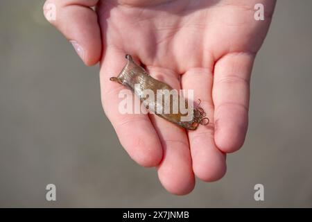 Small shark egg case in person’s palm hand after it was washed ashore on the beach Stock Photo