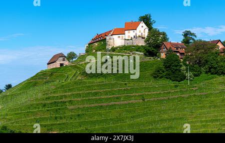 View of Staufenberg Castle in the middle of vineyards near.the village Durbach Ortenau, Baden Wuerttemberg, Germany Stock Photo