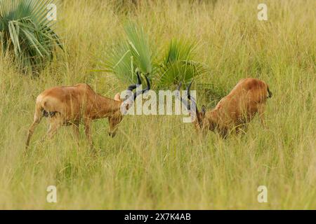 Lelwel hartebeest - Alcelaphus buselaphus lelwel also Jacksons hartebeest, big antelope in the grassland in Uganda, Africa. Two fighting antelopes in Stock Photo