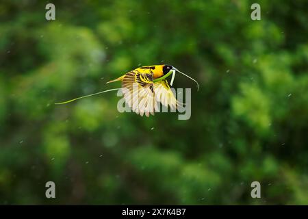 Village Weaver - Ploceus cucullatus also Spotted-backed or Black-headed weaver, yellow bird in Ploceidae found in Africa, flying with the grass for th Stock Photo