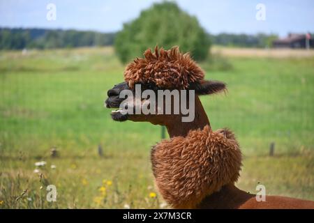 Brown alpaca with a thick, fluffy coat and a pronounced hairstyle stands in a green field Stock Photo