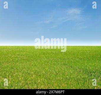 Green field with blue sky background Stock Photo - Alamy
