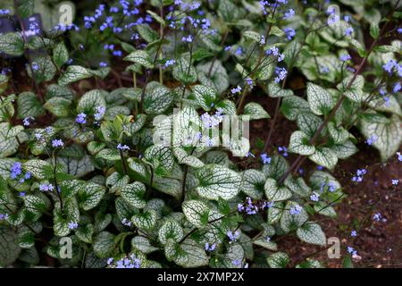Closeup of the variegated silver leaves with green veins and blue flowers of the herbaceous perennial garden plant brunnera macrophylla sea heart. Stock Photo