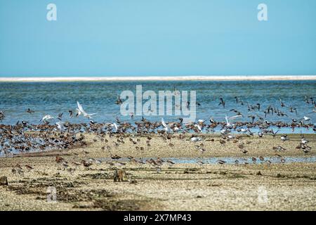 Bird stop-over. Dunlin (Calidris alpina), curlew sandpiper (C. ferruginea), sandwich tern (Thalasseus sandvicensis) slender-billed gull (Larus genei), Stock Photo