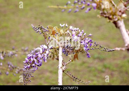 Closeup of the fresh new pale lilac and deep violet blue flowers and new fresh leaves of the garden climber shrub wisteria floribunda domino. Stock Photo