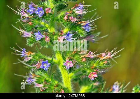 Bugloss, echium (Echium biebersteinii). Dry steppe with intensive grazing of cattle and sheep, but this plant is not eaten because it is highly poison Stock Photo