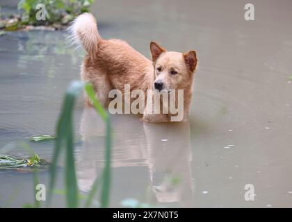 Philippine local breed Askal dog cooling off in river, extreme heat ...