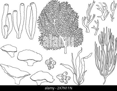 A set of underwater seaweeds and corals. Hand drawn graphic black and white outline vector illustration isolated on white background. For clip art, ca Stock Vector