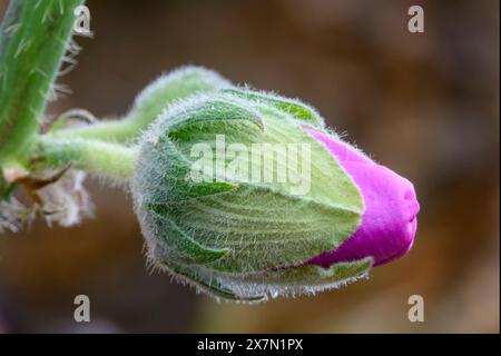 pink flowers and buds of the Bristly Hollyhock (Alcea setosa) خطميه Photographed in the Upper Galilee, Israel in May Stock Photo