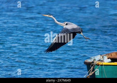 Grey Heron (Ardea cinerea) flying over blue water, passing an old moored boat Stock Photo