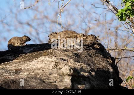 yellow-spotted rock hyrax or bush hyrax (Heterohyrax brucei) Photographed at Serengeti, Tanzania Stock Photo