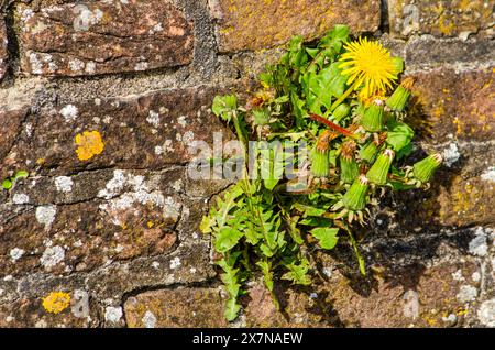 Pioneering dandelion growing in the mortar between the bricks in an old masonry wall Stock Photo