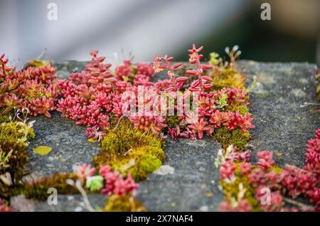 Red sedum plants, spontaneously growing on a brick quay wall in Zaltbommel, The Netherlands Stock Photo