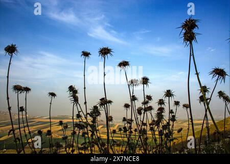 Silybum marianum Our Lady's Thistle, Holy Thistle, Milk Thistle silhouetted on a blue sky background Stock Photo