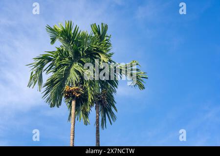 Landscape view of areca catechu aka betel nut palm with ripe fruits on blue sky background Stock Photo