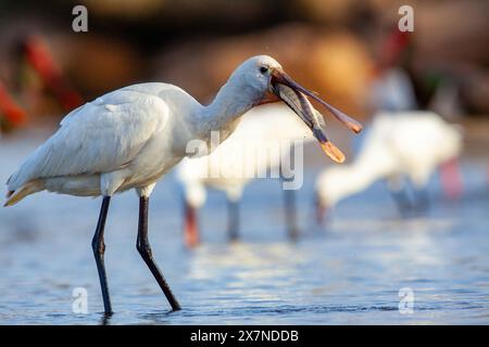 The Eurasian spoonbill (Platalea leucorodia), or common spoonbill, is a wading bird of the ibis and spoonbill family Threskiornithidae here shown swal Stock Photo