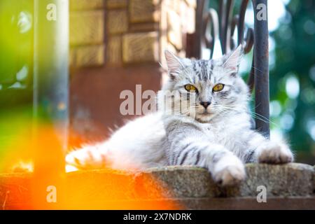 A brown and grey tabby cat sleeping on stairs in a most adorable way Stock Photo