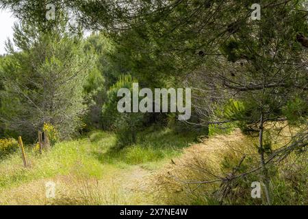 "The forest speaks in whispers and rustles, sharing its ancient wisdom with those who listen. 🌲🌳" Stock Photo