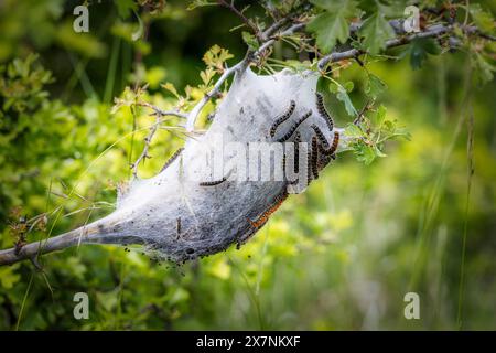 Young caterpillars in the nest (Lymantria dispar Stock Photo - Alamy