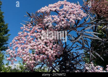 Black elder, Sambucus nigra 'Black Lace' Stock Photo