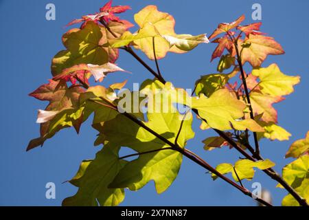 Freemans Maple Acer x freemanii 'Autumn Blaze' Hybrid Red Maple, Leaves Stock Photo