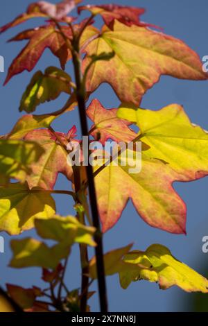 Freeman Maple Acer x freemanii 'Autumn Blaze' Hybrid Red Maple in May Spring Orange leaves colour Stock Photo