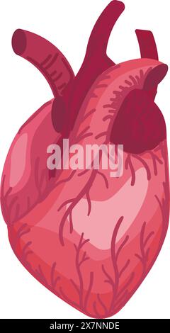 Detailed vector illustration of a human heart isolated on a white background Stock Vector