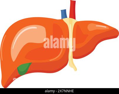 Vector graphic of a human liver showing the hepatic structure and vessels Stock Vector