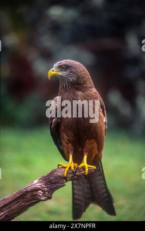 Yellow Billed Kite (milvus aegyptius) Stock Photo