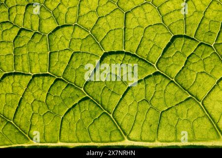 Comfrey; Symphytum officinale; Leaf; Close Up; UK Stock Photo
