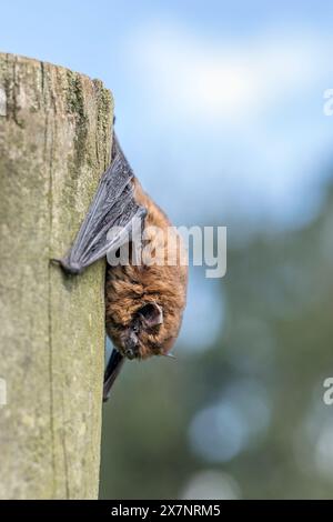 Common Pipistrelle Bat; Pipistrellus pipistrellus; UK Stock Photo