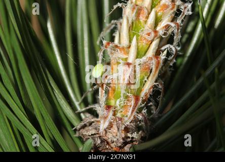 A hunting Cucumber Spider, Araniella, on the flowers of a Pine Tree. Stock Photo