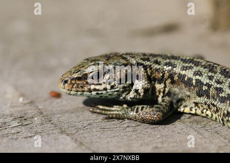 A Common Lizard (Zootoca vivipara) warming up on a wooden boardwalk. Stock Photo