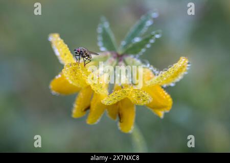 Birdsfoot Trefoil; Lotus corniculatus; Fly on a Flower; Dew; UK Stock Photo