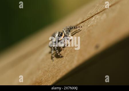 A cute Fence-Post Jumping Spider (Marpissa muscosa) on a wooden fence hunting for insects. Stock Photo