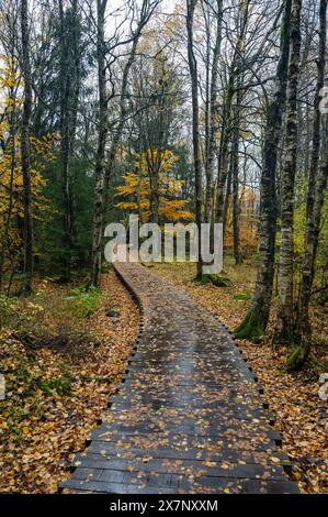 Wooden footbridge in the Schwarzes Moor in the Rhoen, Bavaria, Germany, in autumn after rain Stock Photo