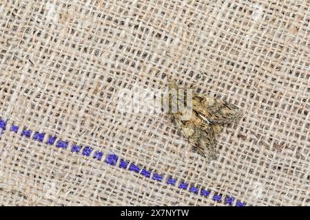Great Prominent Moth; Peridea anceps; on Hessian Sack; UK Stock Photo